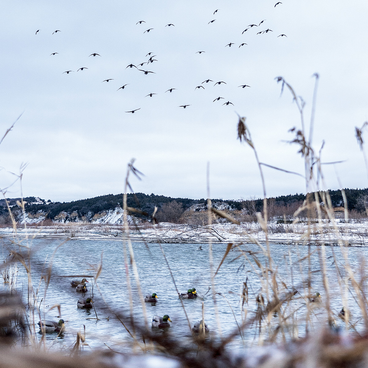 Ducks coming in. Photo by Phil Khanke/Banded